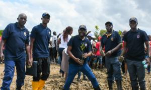 tree Planting